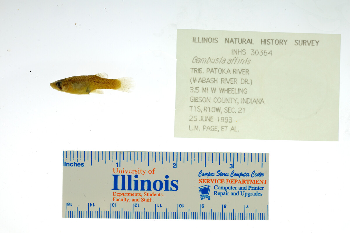 Gambusia affinis image