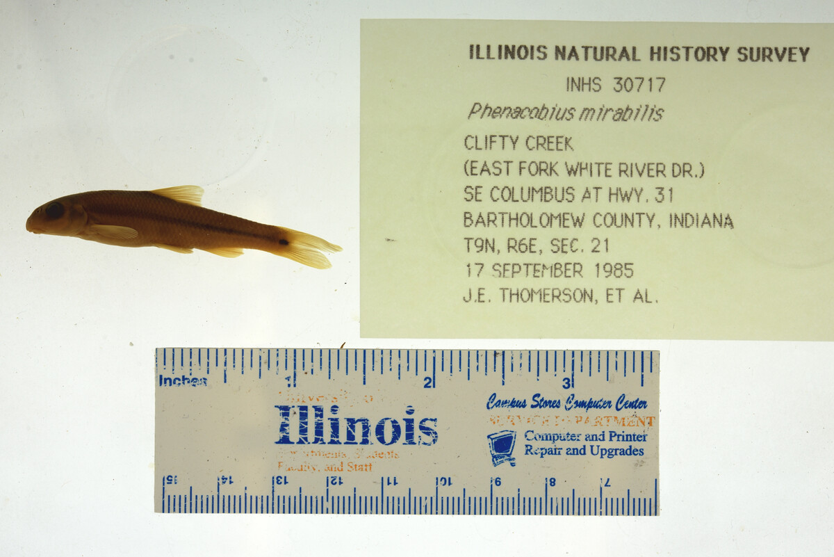 Phenacobius mirabilis image