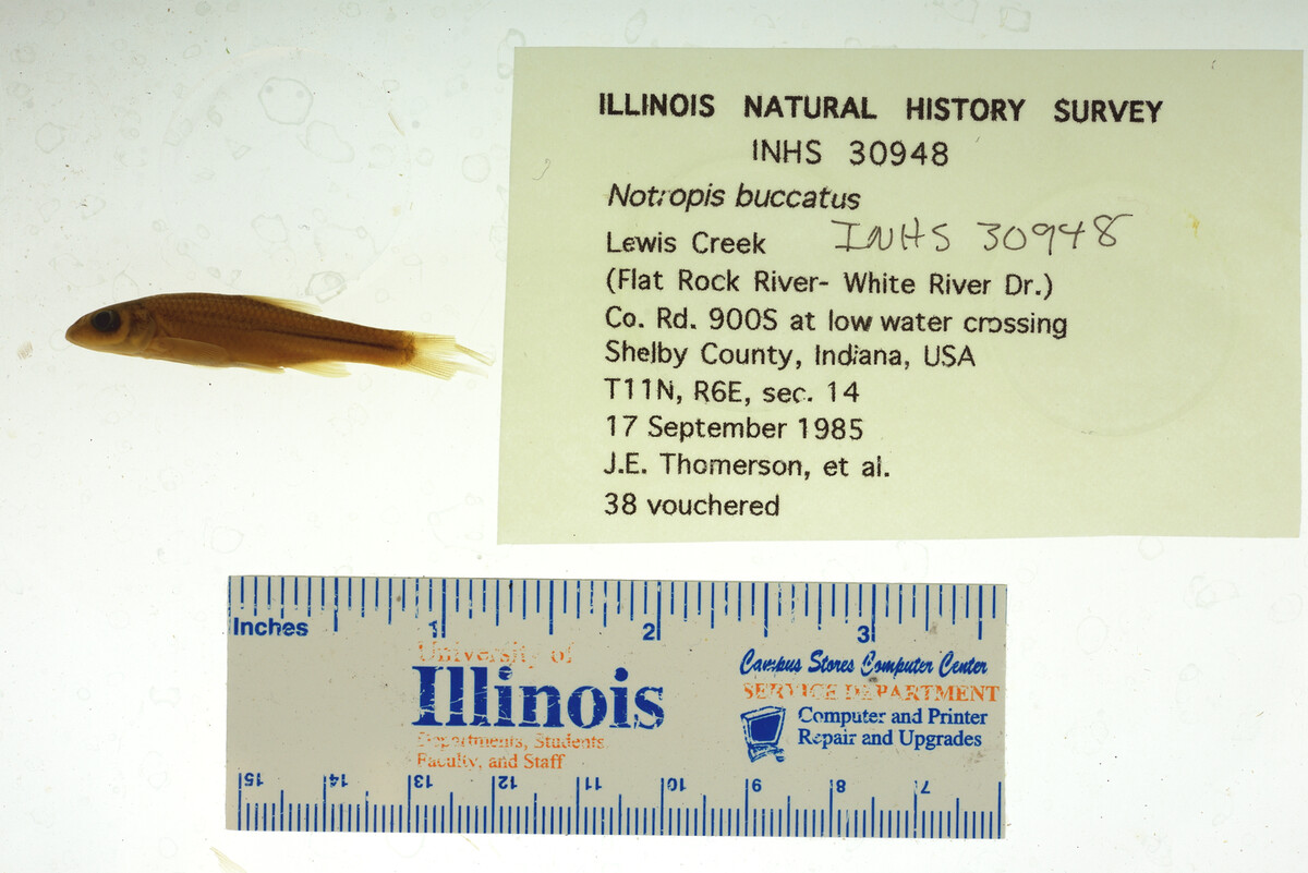 Notropis buccatus image