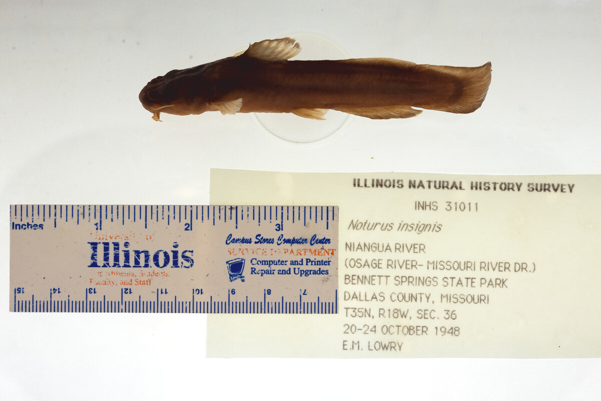 Noturus insignis image