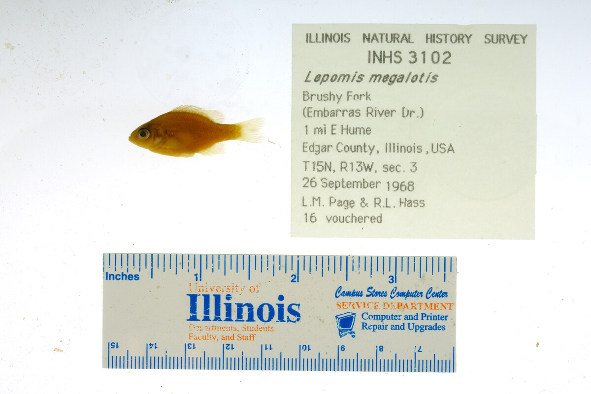 Lepomis megalotis image