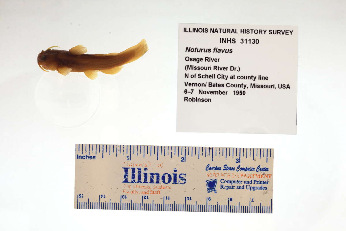 Noturus flavus image
