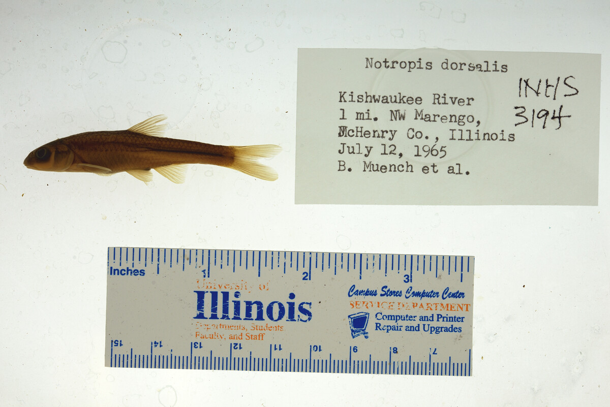 Hybopsis dorsalis image