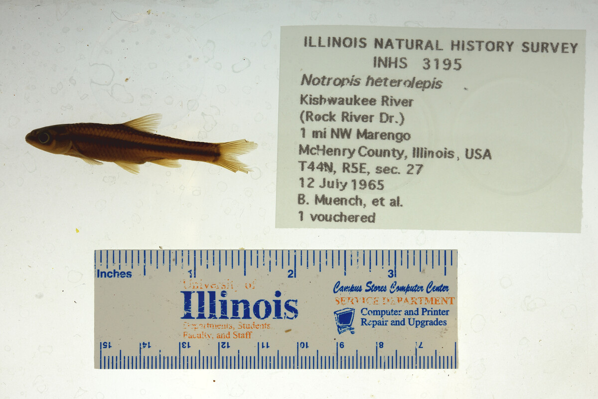 Notropis heterolepis image