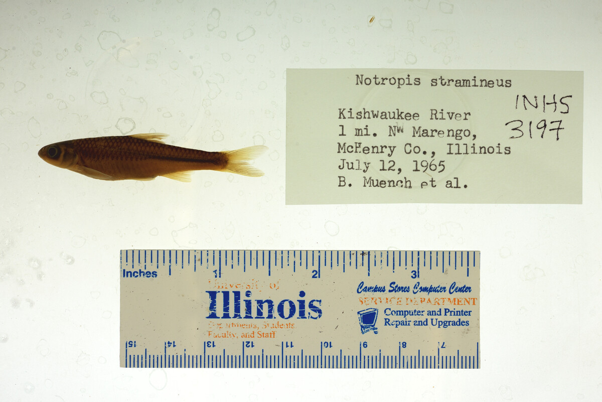 Notropis stramineus image