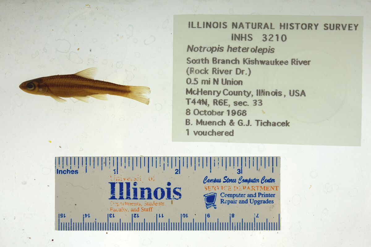 Notropis heterolepis image