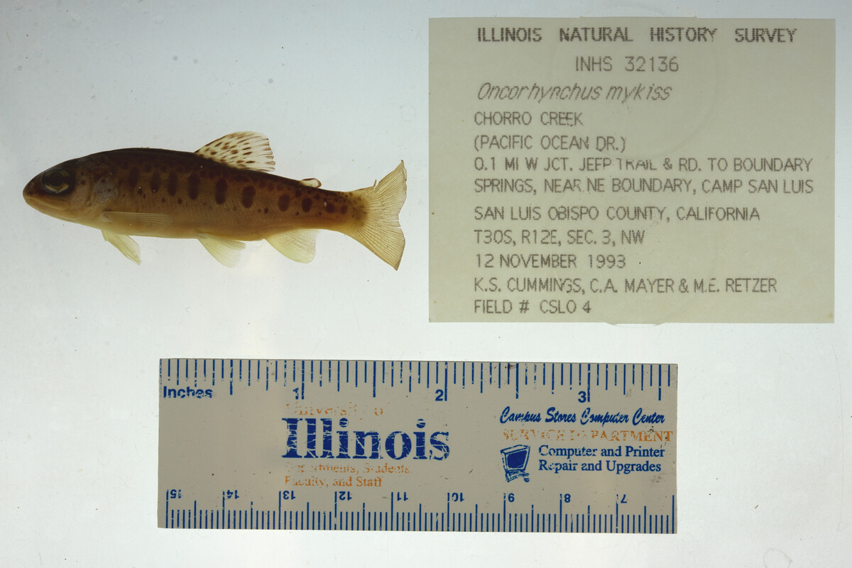 Oncorhynchus mykiss image