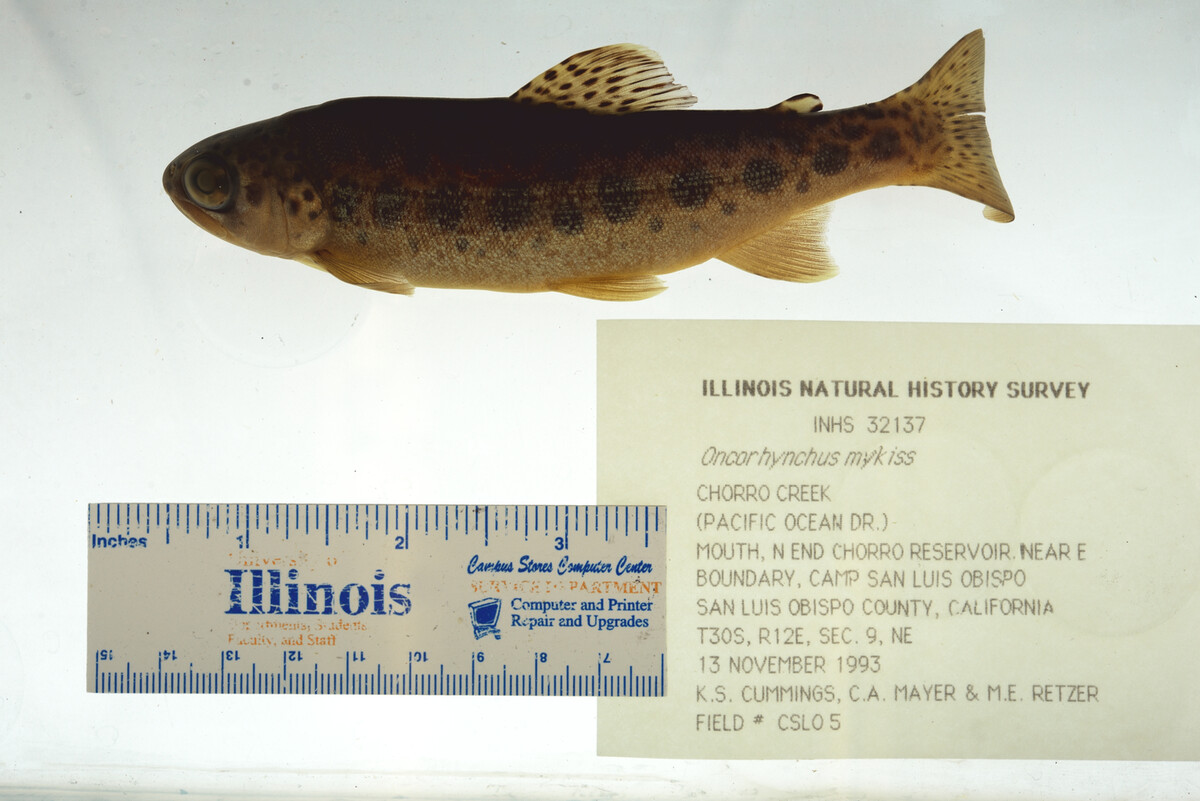 Oncorhynchus mykiss image