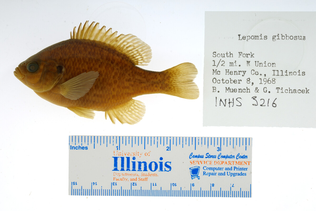 Lepomis gibbosus image