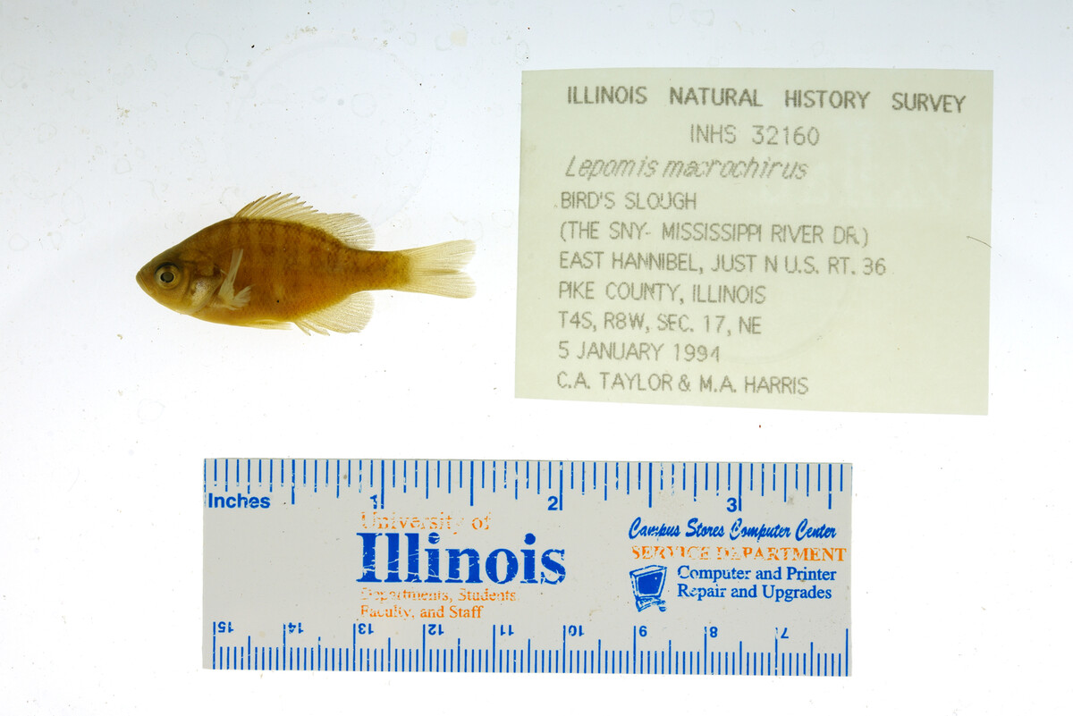 Lepomis macrochirus image