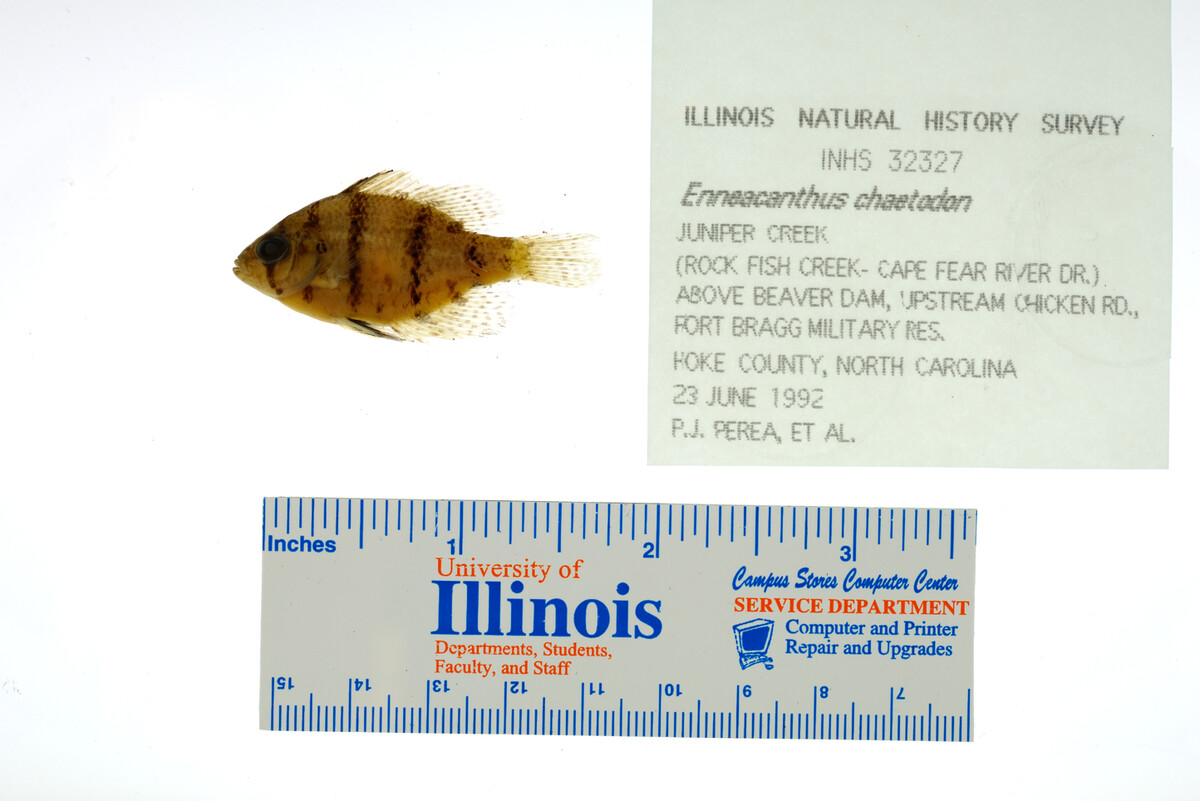 Enneacanthus chaetodon image