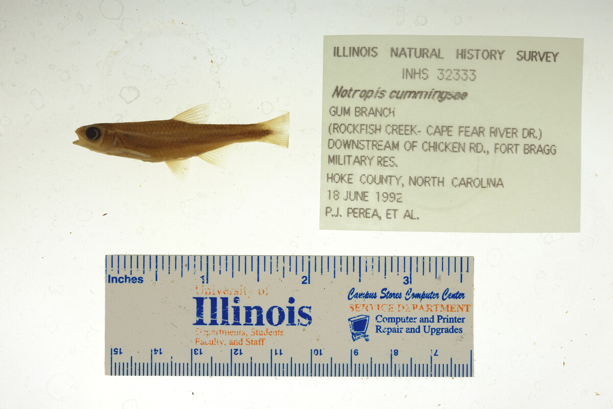 Notropis cummingsae image