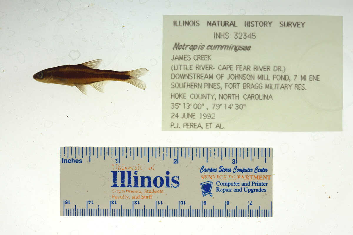 Notropis cummingsae image
