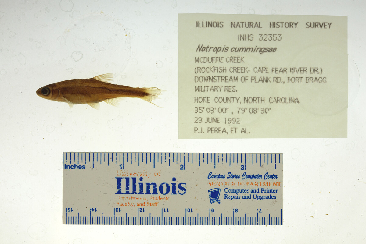 Notropis cummingsae image