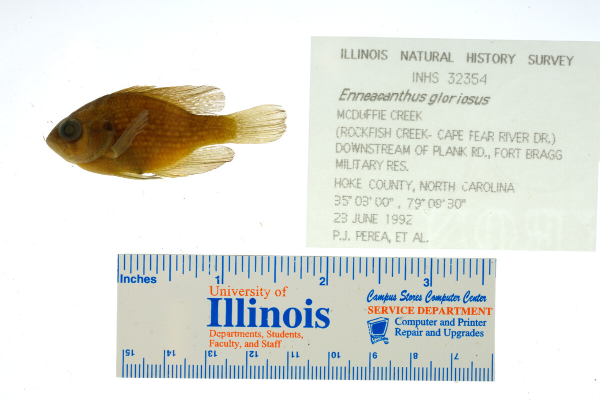 Enneacanthus gloriosus image