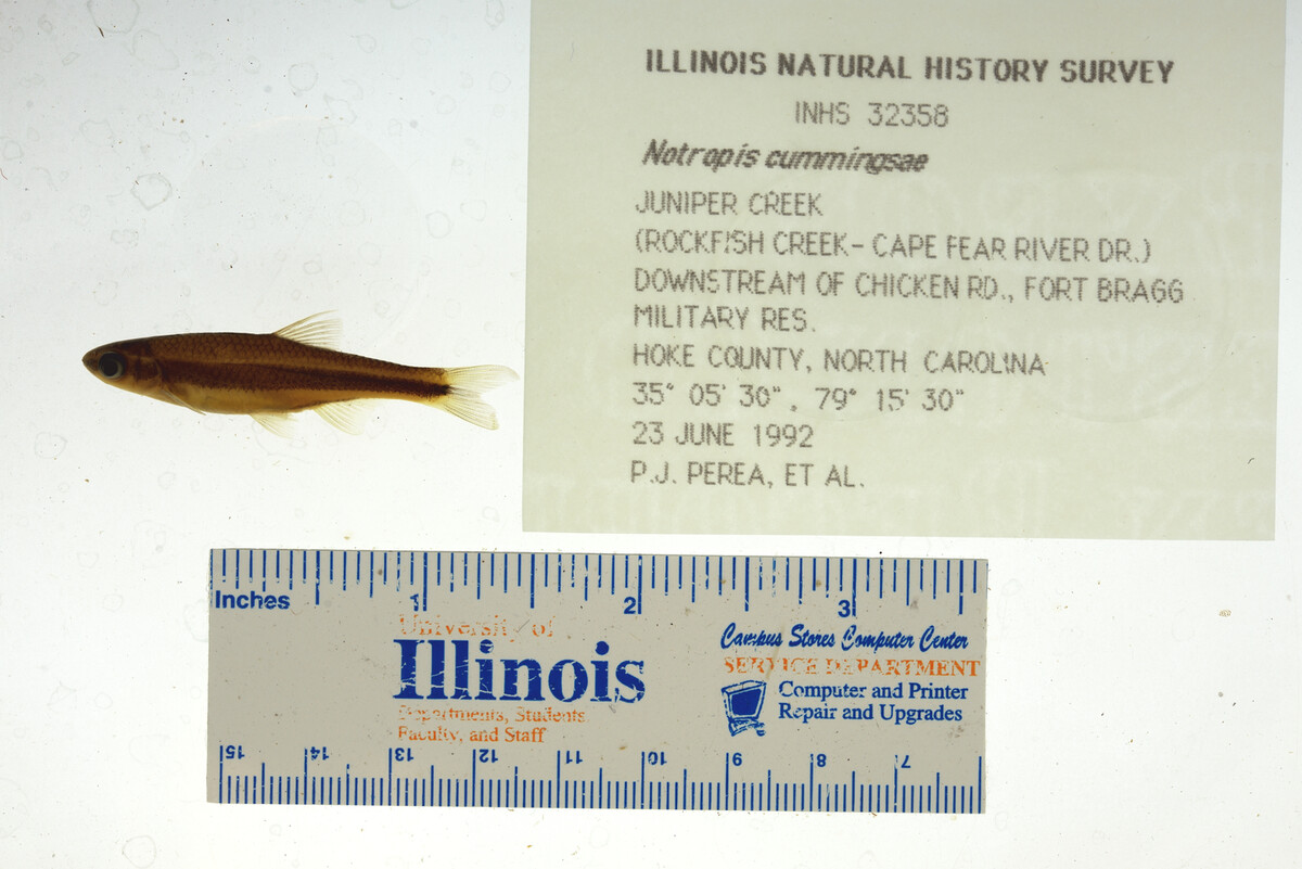 Notropis cummingsae image