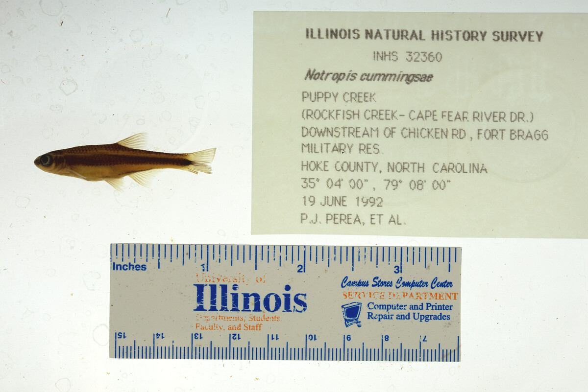 Notropis cummingsae image