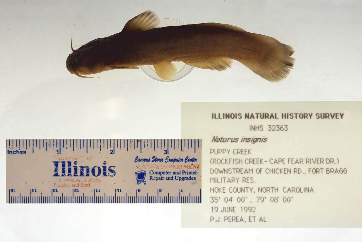 Noturus insignis image