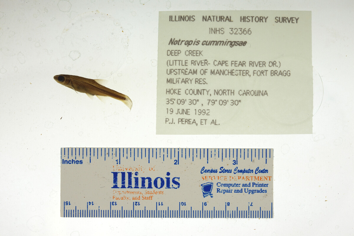 Notropis cummingsae image
