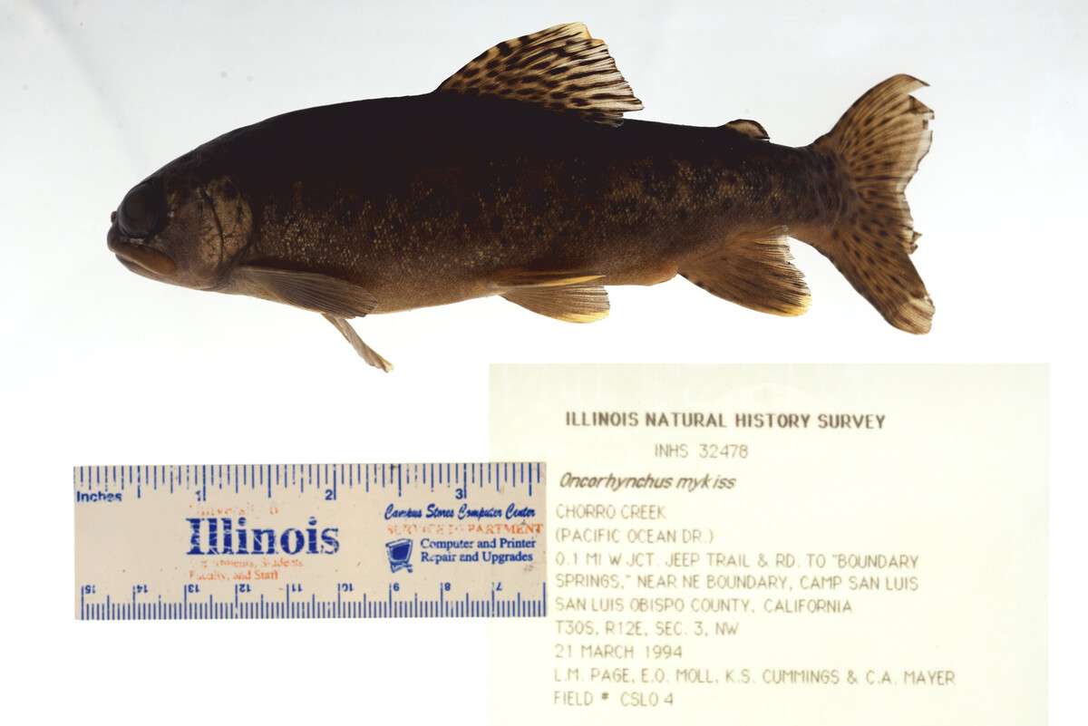 Oncorhynchus mykiss image