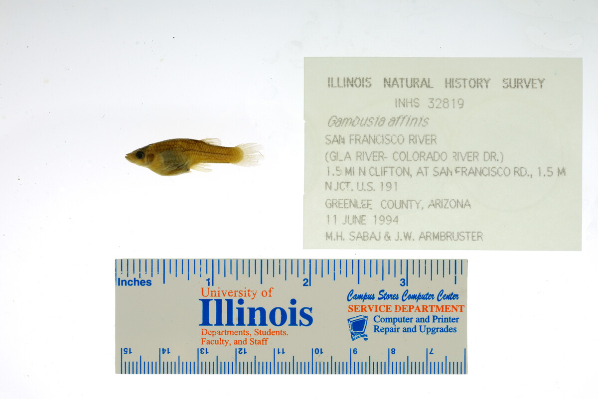 Gambusia affinis image