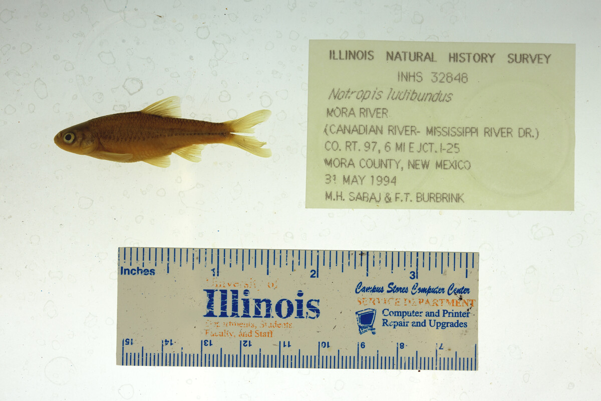 Catostominae image