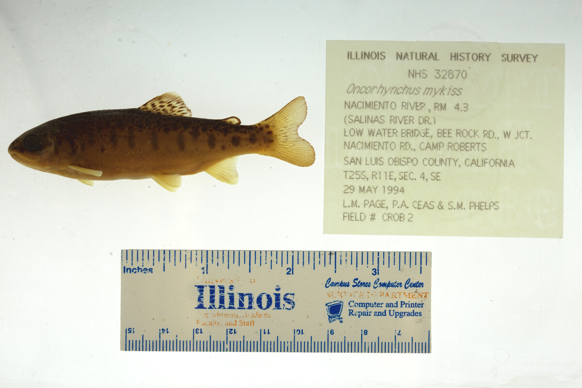 Oncorhynchus mykiss image