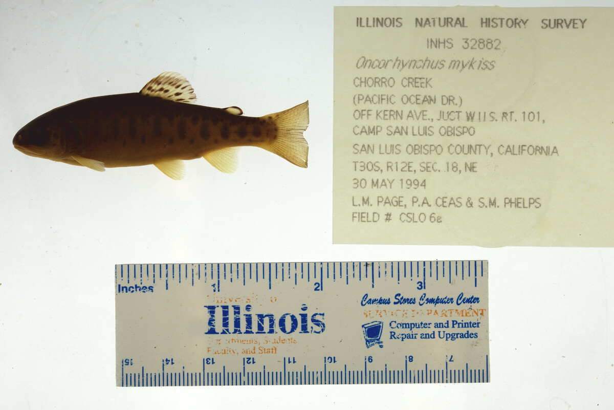 Oncorhynchus mykiss image