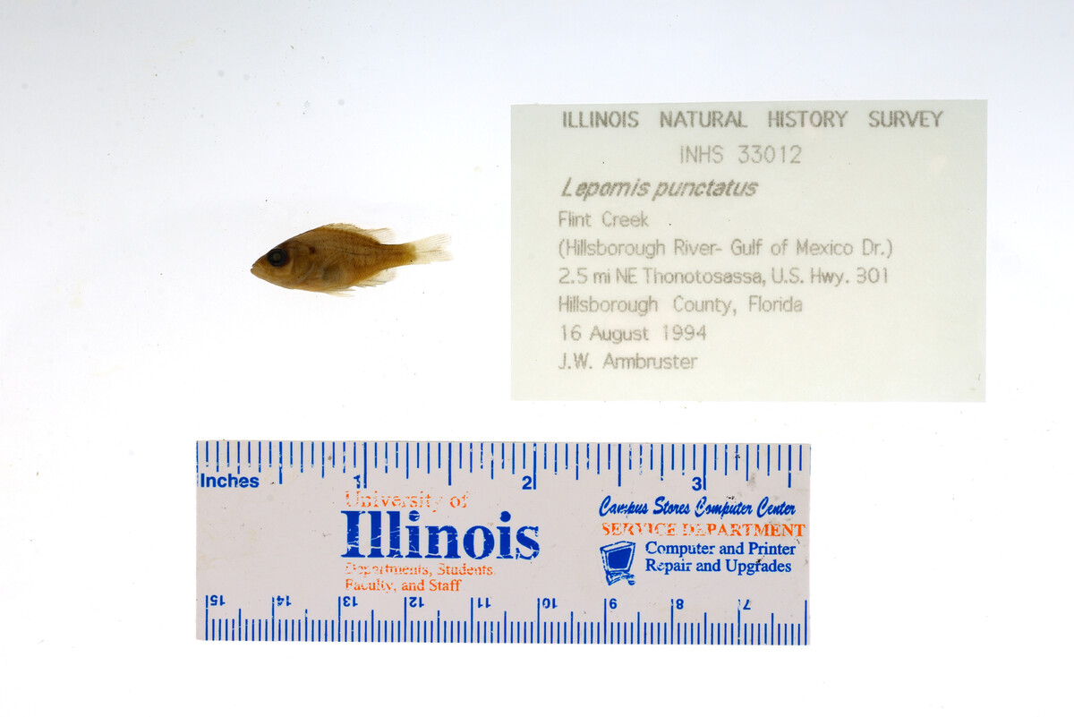 Lepomis punctatus image