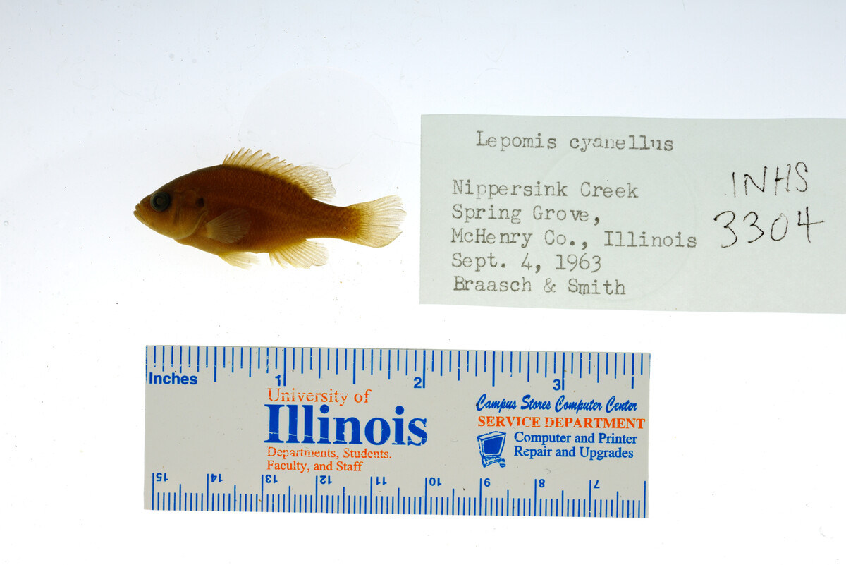 Lepomis cyanellus image