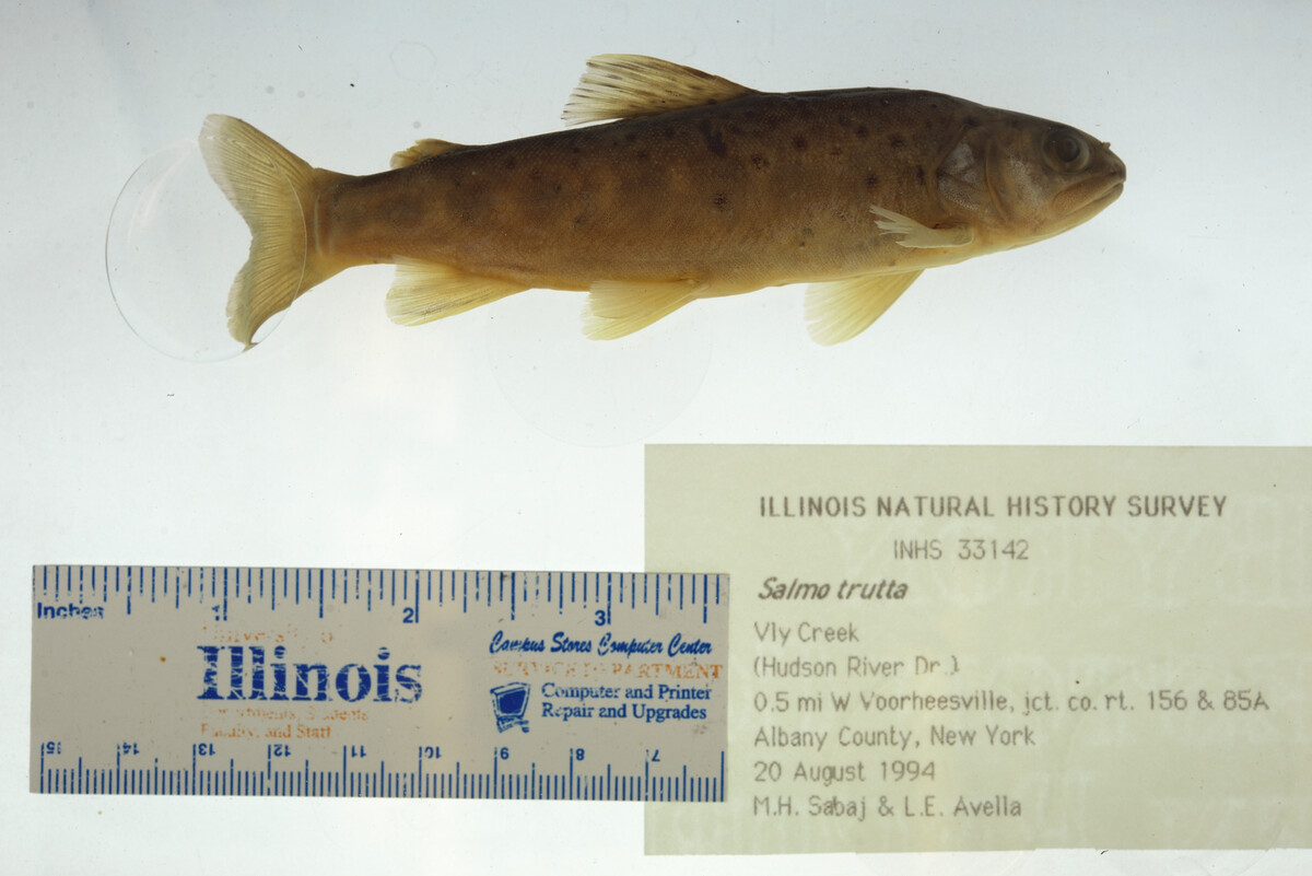 Salmo image