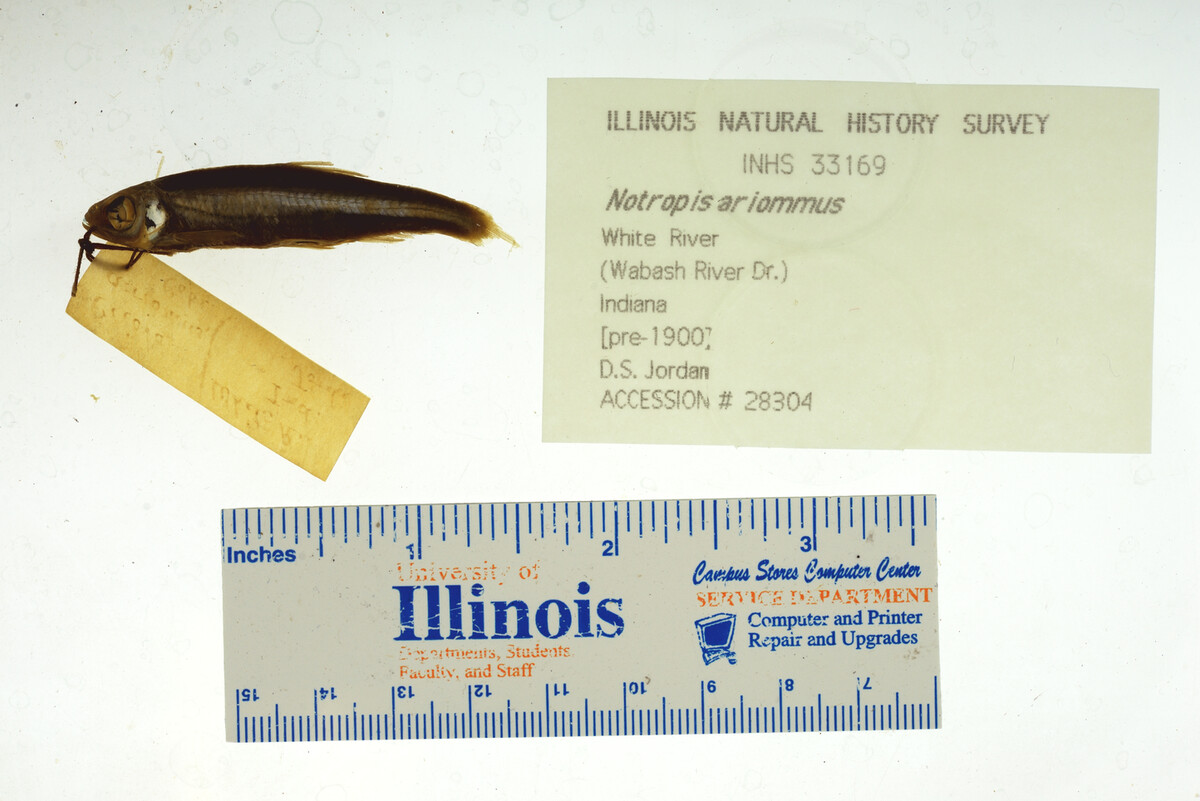Notropis ariommus image