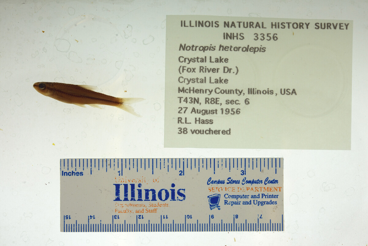 Notropis heterolepis image