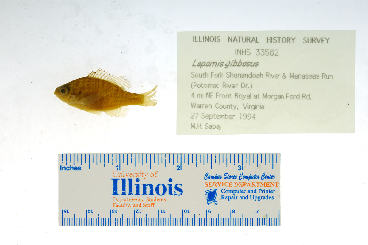 Lepomis gibbosus image