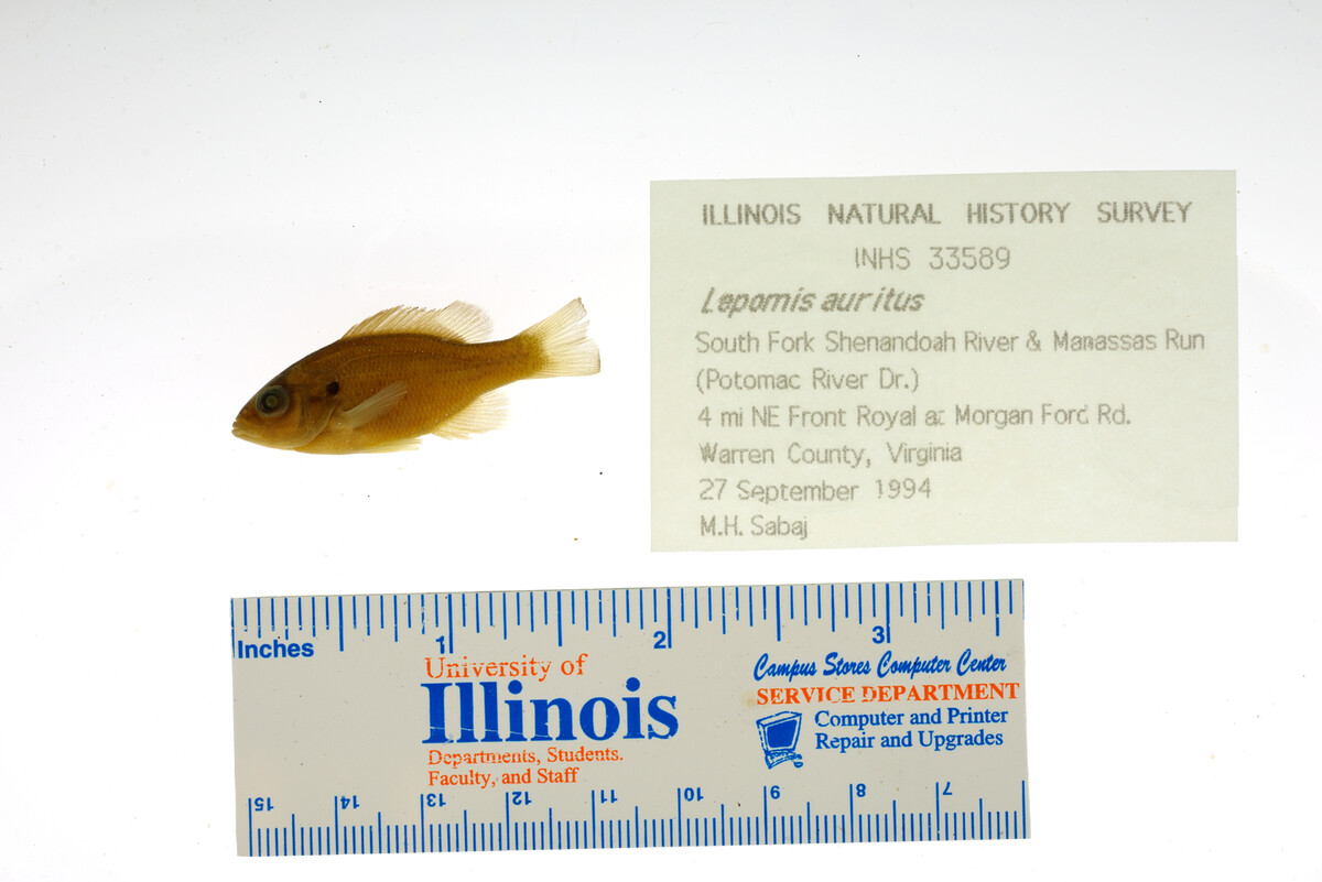 Lepomis auritus image