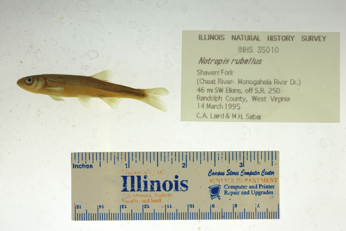 Notropis rubellus image