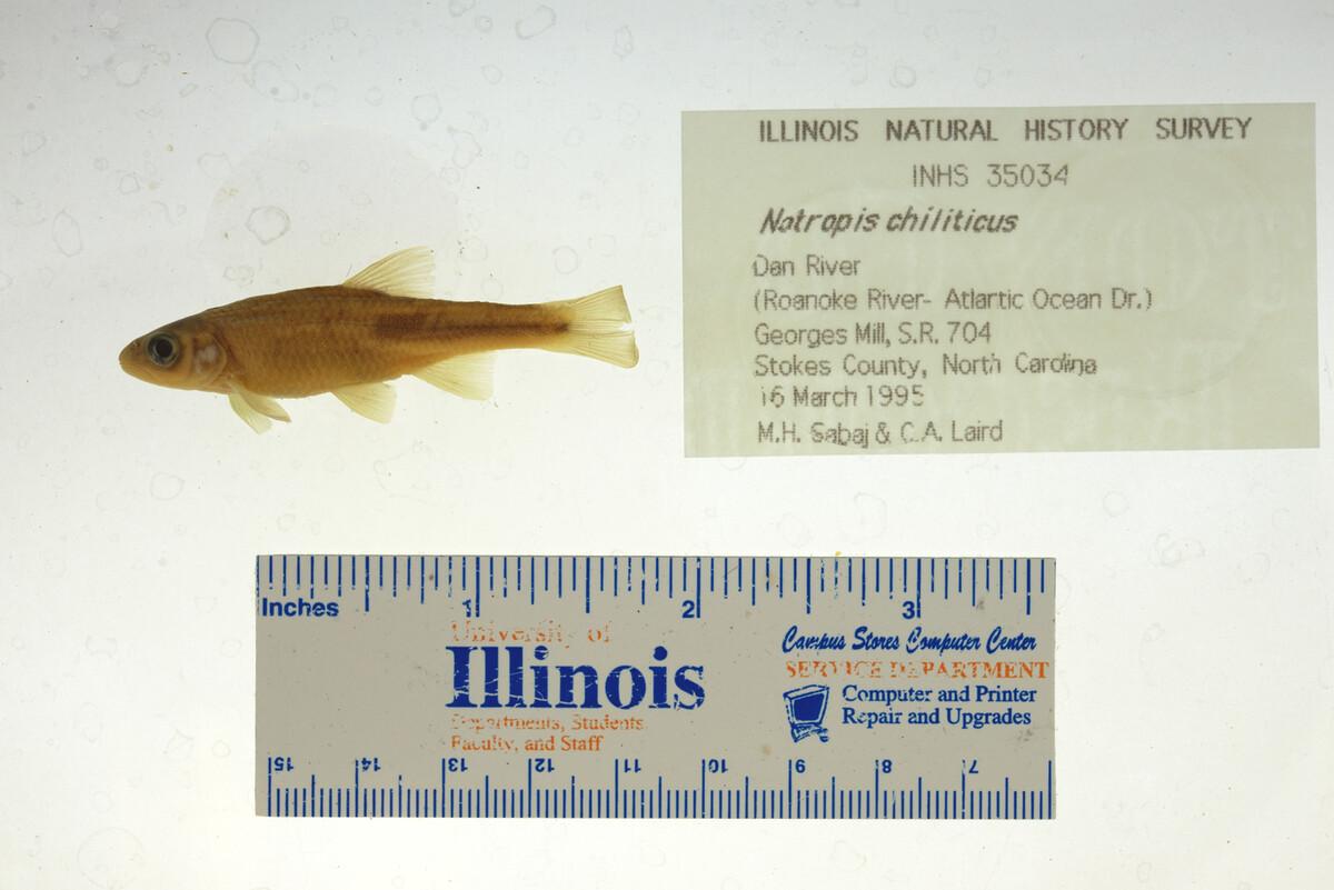 Notropis chiliticus image