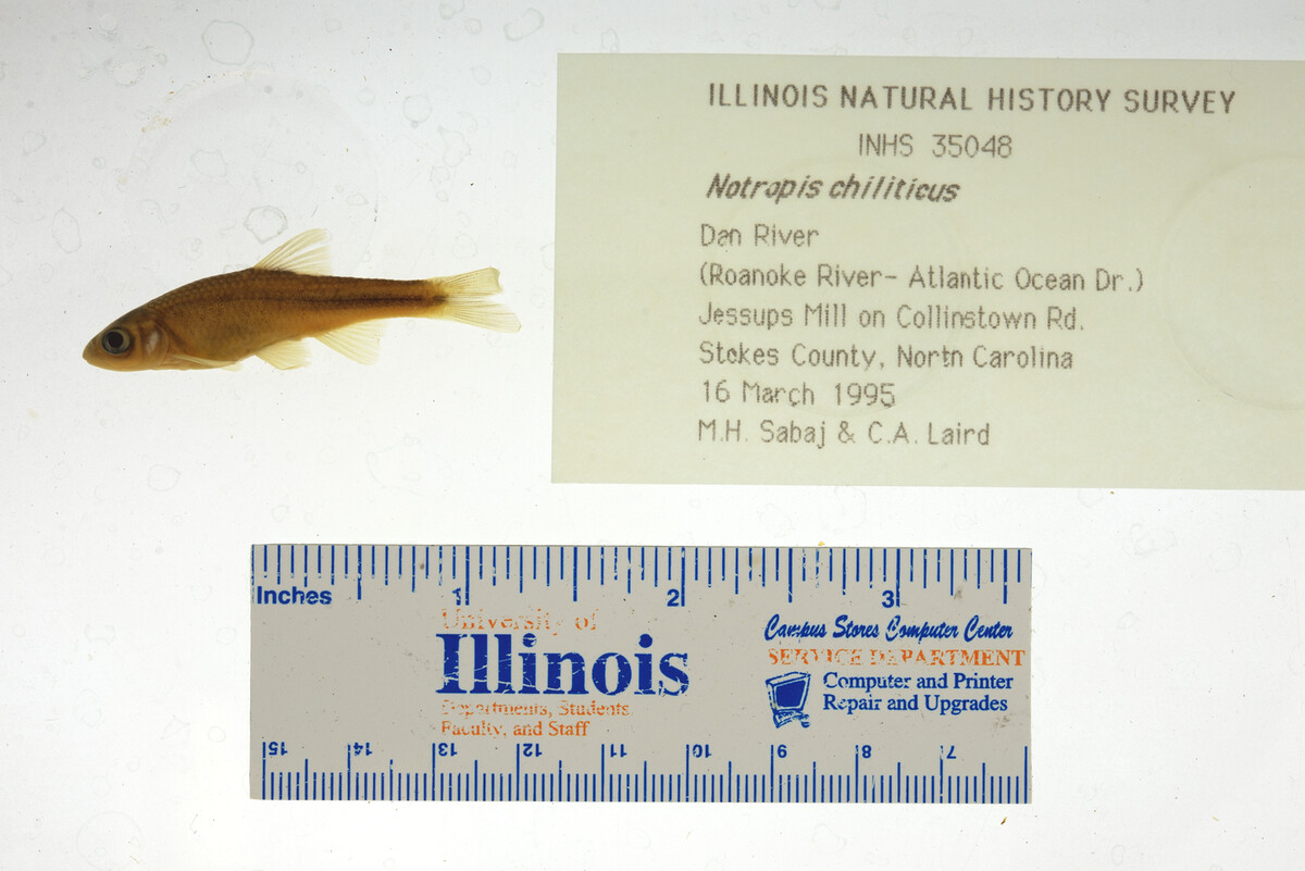 Notropis chiliticus image