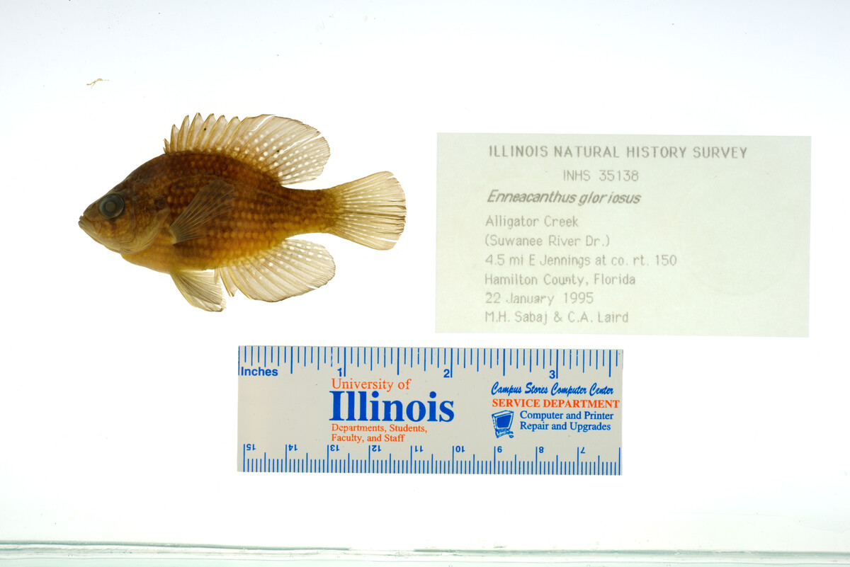 Enneacanthus gloriosus image