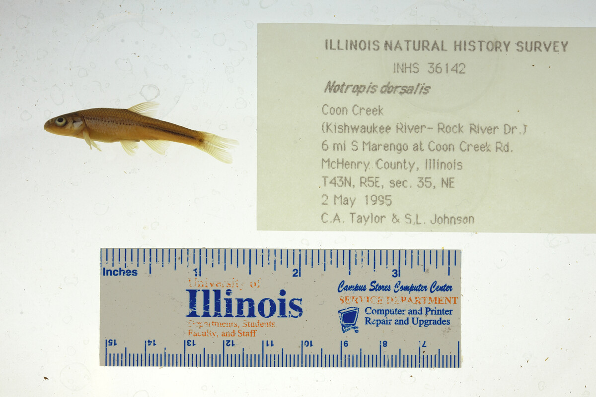 Hybopsis dorsalis image