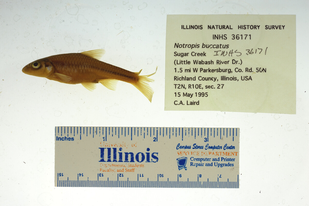 Notropis buccatus image