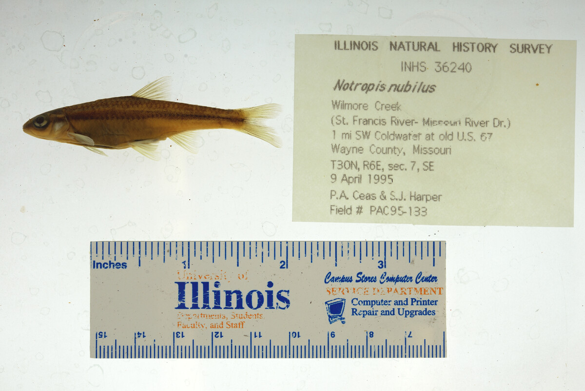 Notropis nubilus image