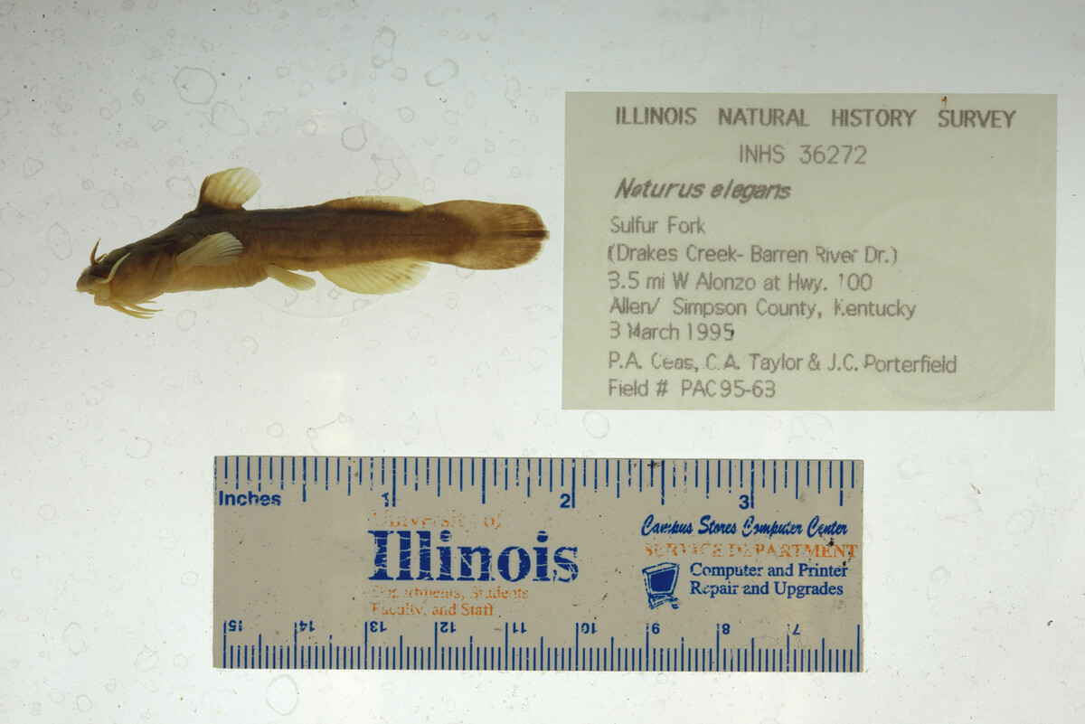 Noturus elegans image