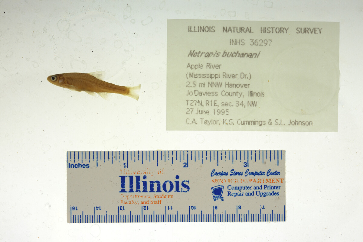 Notropis buchanani image