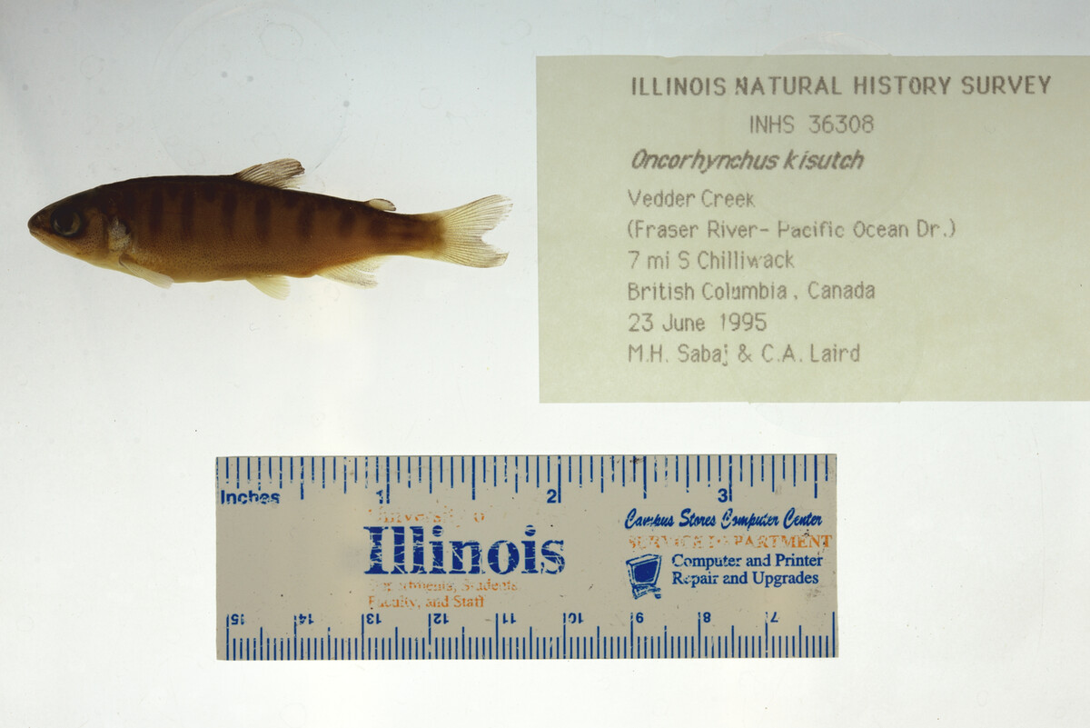 Oncorhynchus kisutch image