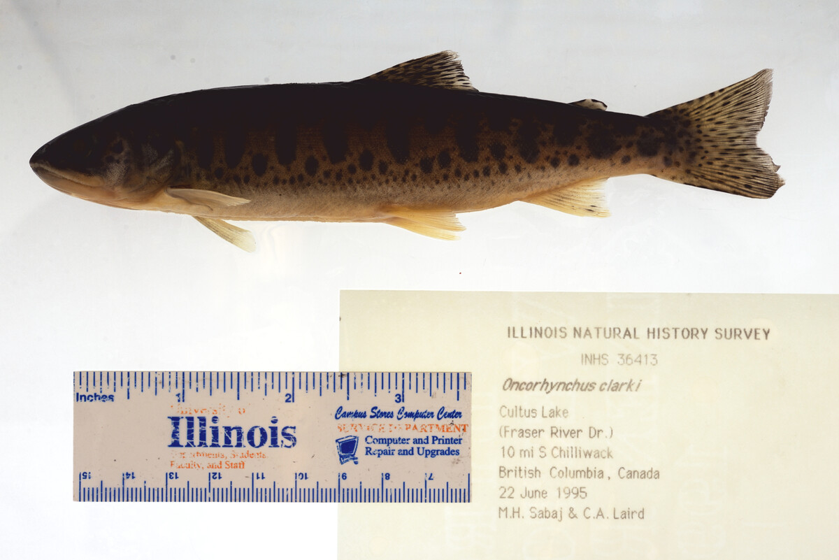 Oncorhynchus clarkii image