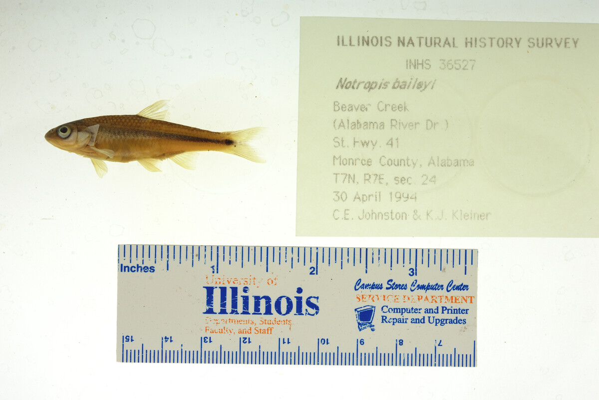 Notropis baileyi image