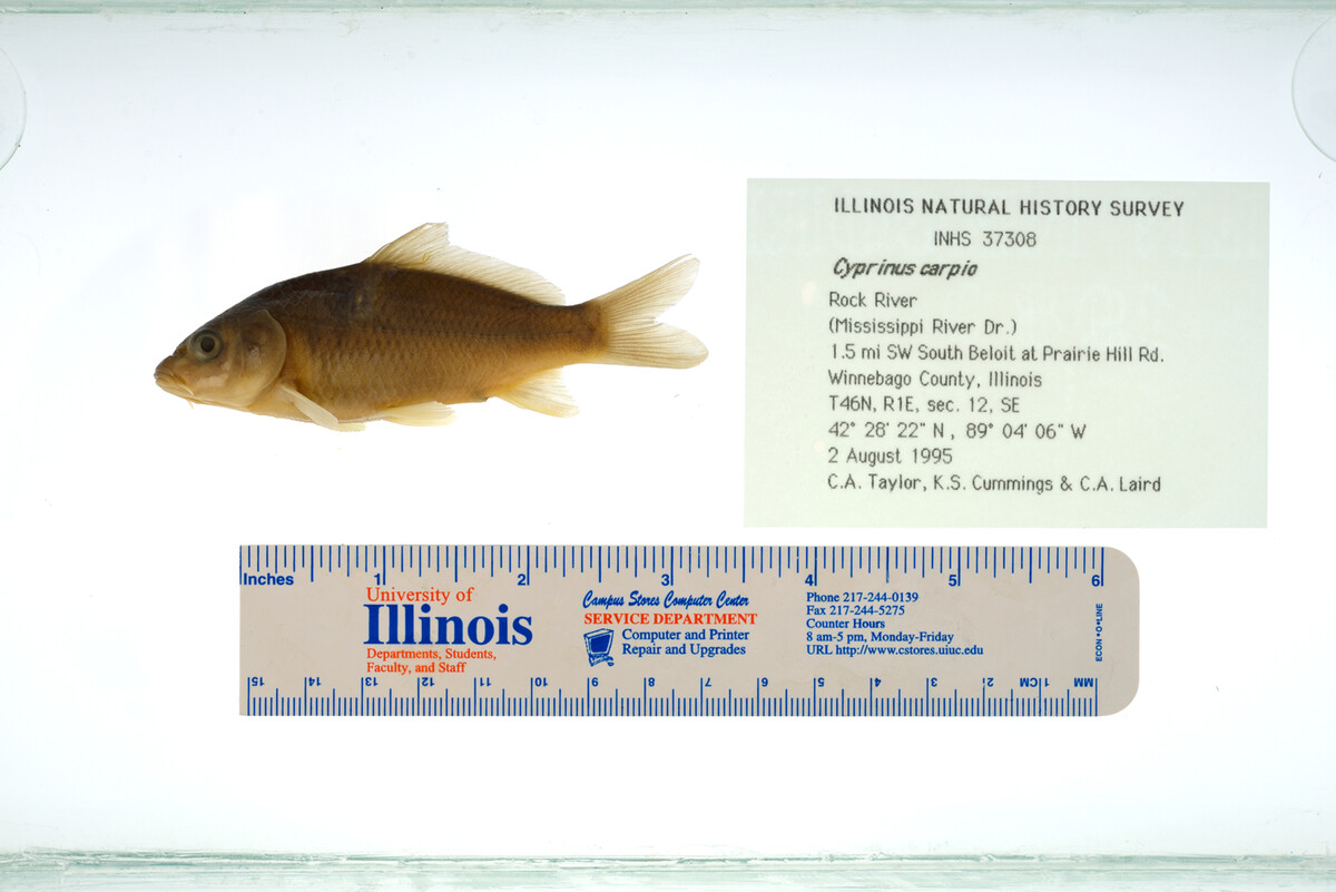 Cyprinus carpio image