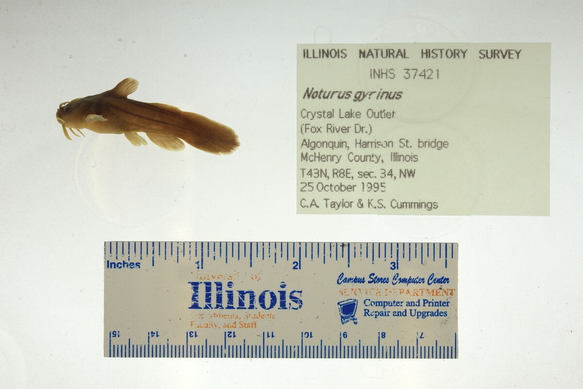 Noturus gyrinus image