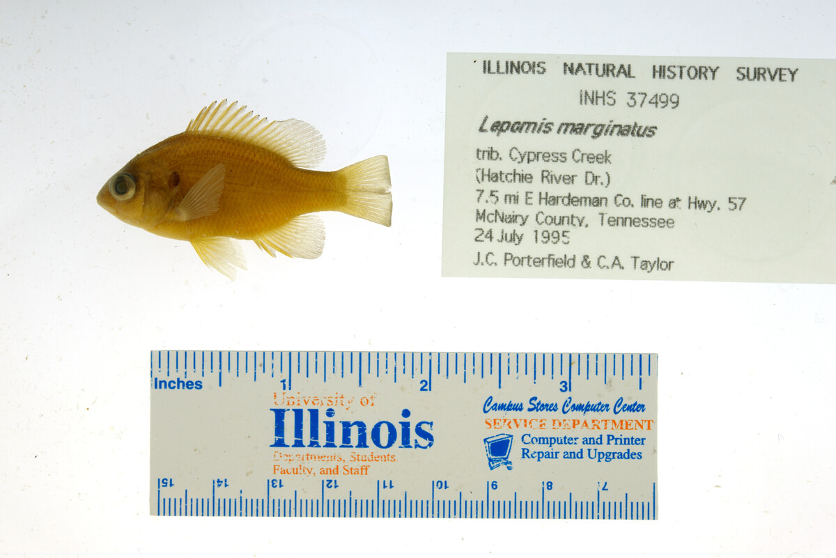 Lepomis marginatus image